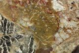 Polished Cambrian Stromatolite Fossil - Czech Republic #363066-1